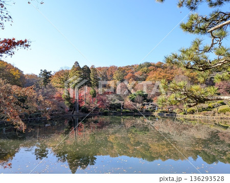 薬師池公園の紅葉 薬師池公園の紅葉 136293528