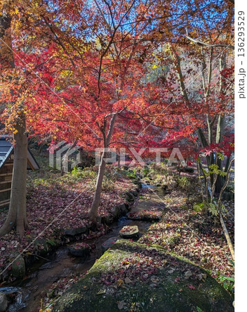 薬師池公園の紅葉 薬師池公園の紅葉 136293529