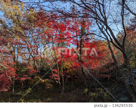 薬師池公園の紅葉 136293530