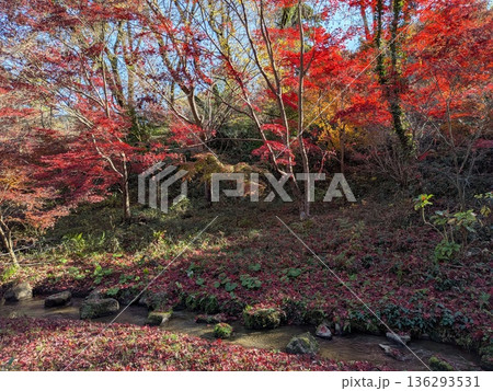 薬師池公園の紅葉 薬師池公園の紅葉 136293531