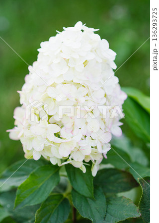 Panicle hydrangea Hercules with large white blooms 136293725