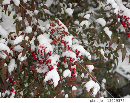雪が積もった南天の赤い実 雪が積もった南天の赤い実 136293754