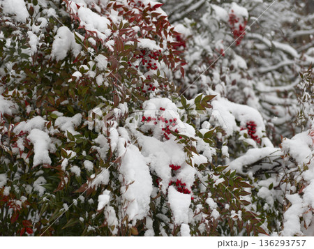 雪が積もった南天の赤い実 雪が積もった南天の赤い実 136293757