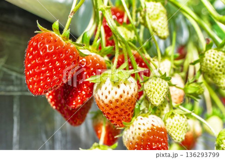 赤く実ったイチゴの果実　いちご狩り 136293799