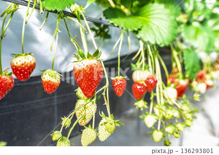 赤く実ったイチゴの果実 いちご狩り 赤く実ったイチゴの果実 いちご狩り 136293801