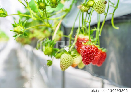 赤く実ったイチゴの果実　いちご狩り 136293803