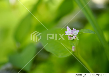 ミゾソバ 136294132