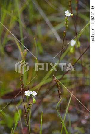 モウセンゴケ 136294166