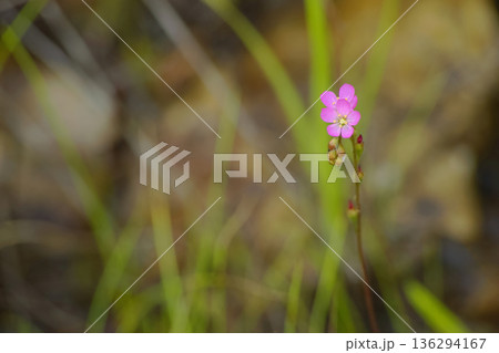 トウカイコモウセンゴケ 136294167