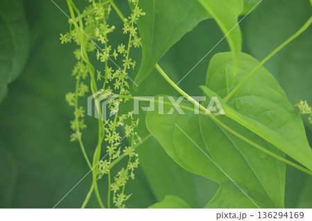 オニドコロ 136294169