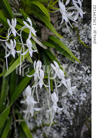 フウラン 136294182