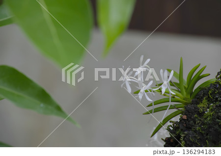 フウラン 136294183