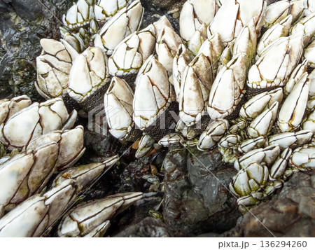 カメノテ 亀の手 カメノテ 亀の手 136294260