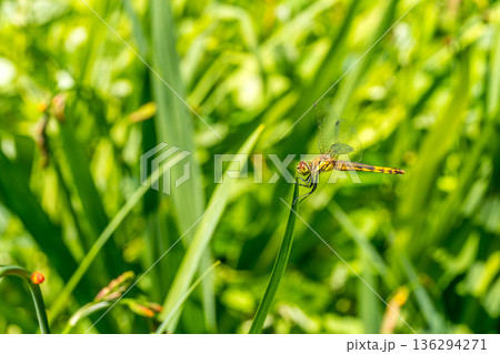 真夏の赤とんぼ 真夏の赤とんぼ 136294271