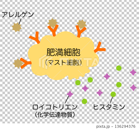 ヒスタミンを放出する肥満細胞　アレルギーのしくみ 136294376