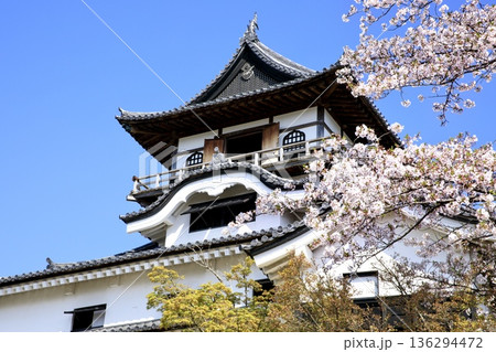 犬山市、国宝犬山城と満開の桜 犬山市、国宝犬山城と満開の桜 136294472