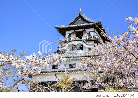 犬山市、国宝犬山城と満開の桜 犬山市、国宝犬山城と満開の桜 136294474