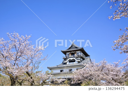 犬山市、国宝犬山城と満開の桜 犬山市、国宝犬山城と満開の桜 136294475