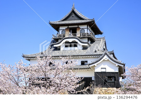 犬山市、国宝犬山城と満開の桜 犬山市、国宝犬山城と満開の桜 136294476