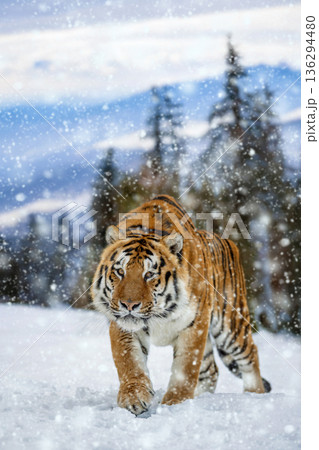 Tiger walks through snow in a forest landscape during winter season with falling snowflakes 136294480