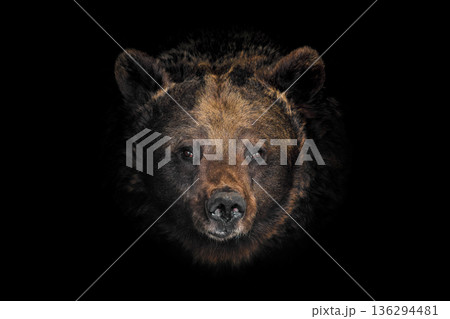 Bear head close-up captures details of nature in a dark setting Bear head close-up captures details of nature in a dark setting 136294481