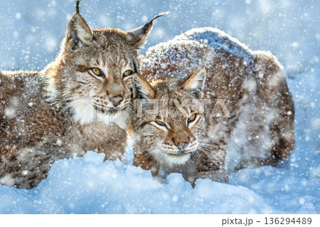 Lynxes in snow during winter weather showing their natural behavior in a forest setting 136294489