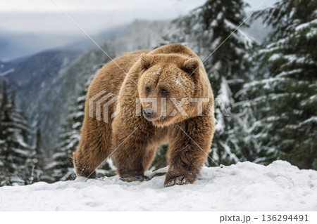 Brown bear walks in snow near pine trees on a cold winter day in the forest Brown bear walks in snow near pine trees on a cold winter day in the forest 136294491