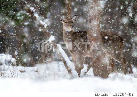 Snow falls on a deer standing in a winter landscape among trees and snow-covered ground 136294492