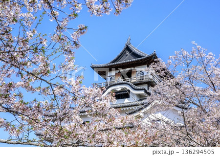 犬山市、国宝犬山城と満開の桜 136294505