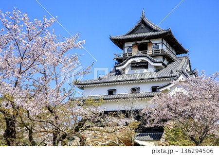 犬山市、国宝犬山城と満開の桜 136294506