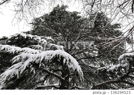 雪に覆われた大きな針葉樹 雪に覆われた大きな針葉樹 136294523