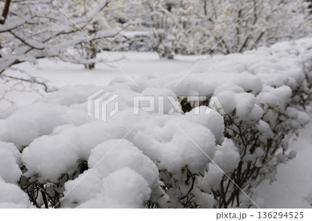 植木に積もる雪3 136294525