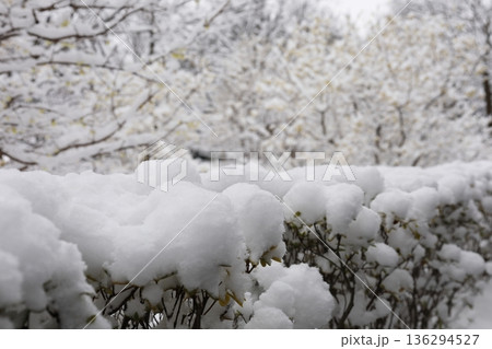 植木に積もる雪1 植木に積もる雪1 136294527