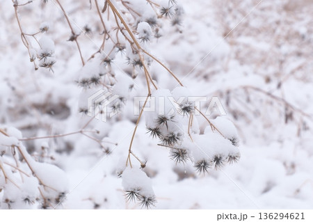 雪の重みに耐えるセンダングサ 雪の重みに耐えるセンダングサ 136294621