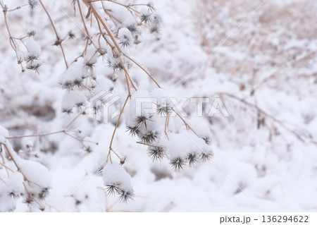 雪の重みに耐えるセンダングサ 136294622