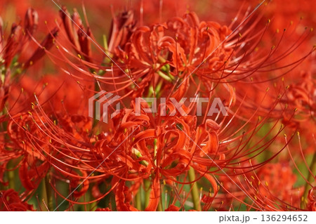 赤い彼岸花 136294652
