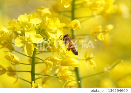 赤い彼岸花 赤い彼岸花 136294669