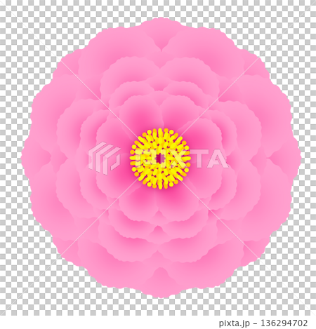 牡丹のイラスト 牡丹のイラスト 136294702