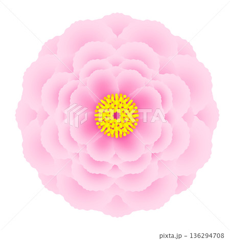 牡丹のイラスト 136294708