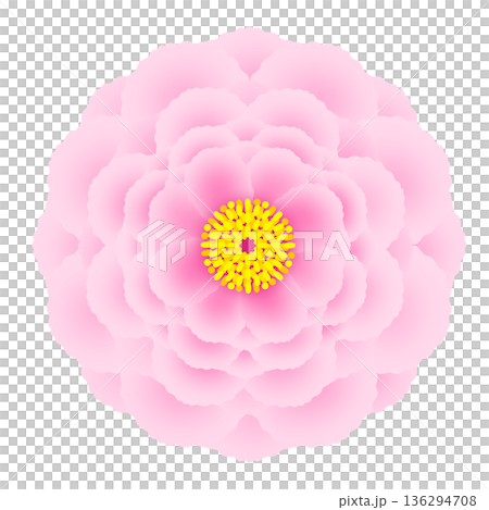 牡丹のイラスト 136294708