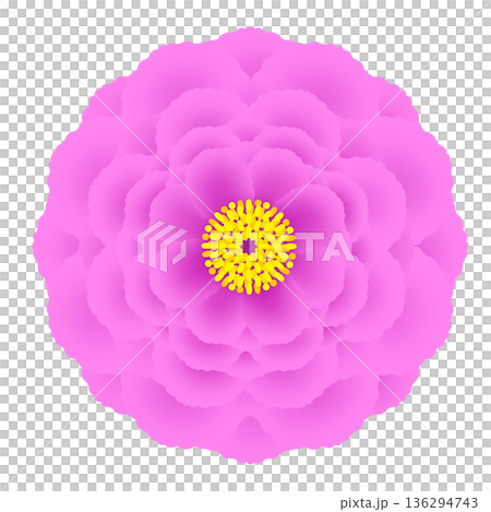 牡丹のイラスト 牡丹のイラスト 136294743