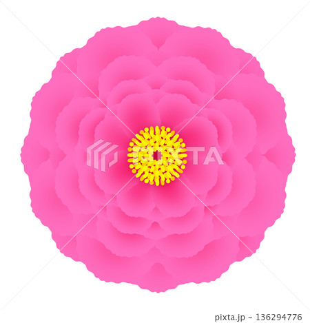 牡丹のイラスト 136294776