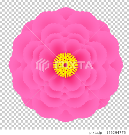 牡丹のイラスト 136294776