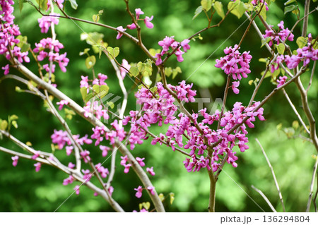 ハナズオウ　Redbud 136294804