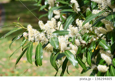 セイヨウバクチノキ Cherry Laurel セイヨウバクチノキ Cherry Laurel 136294805