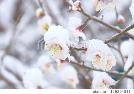 雪が降り積もった梅の花 136294831