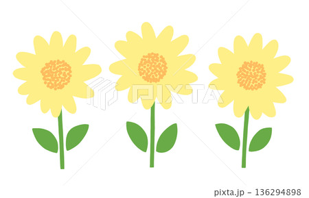 並んだかわいい向日葵 136294898