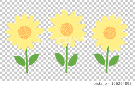 並んだかわいい向日葵 136294898
