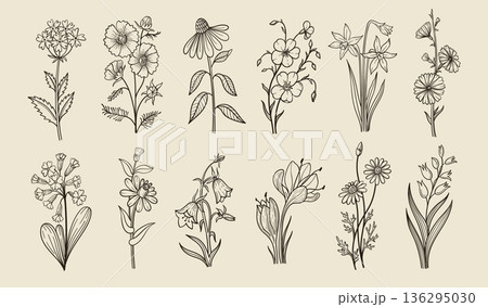 Flower line art. Wildflower botanical doodle phlox, poppy and coneflower and flax, daffodil and cosmos, primrose and daisy, bellflower and chamomile, tulip hand drawn vintage herbarium. Sketch vector Flower line art. Wildflower botanical doodle phlox, poppy and coneflower and flax, daffodil and cosmos, primrose and daisy, bellflower and chamomile, tulip hand drawn vintage herbarium. Sketch vector 136295030