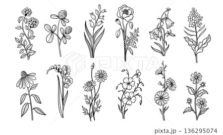 Wildflower herb doodle flowers set. Hand drawn clover, lily and poppy, bellflower and forget me not, coneflower and freesia, chamomile and pansy, cosmos, and daisy. Vector isolated sketch set 136295074